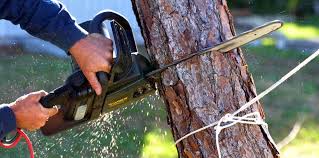 Best Palm Tree Trimming  in Eatonton, GA