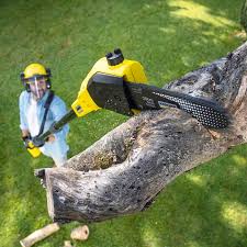 How Our Tree Care Process Works  in  Eatonton, GA