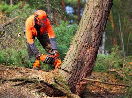 Professional Tree Care in Eatonton, GA