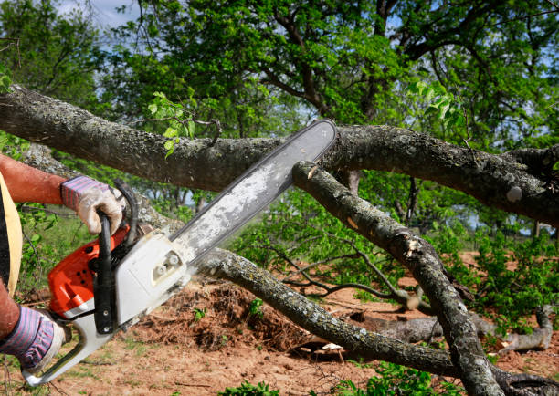 Best Utility Line Clearance  in Eatonton, GA
